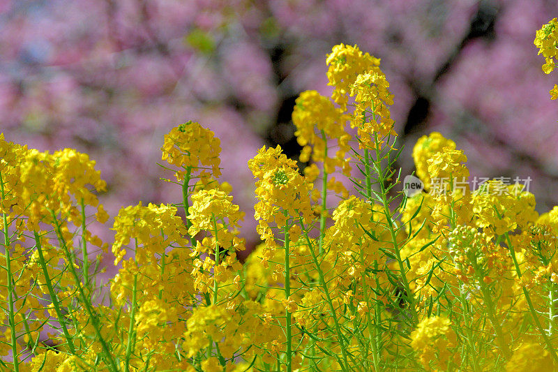 油菜花/油菜花与樱花背景